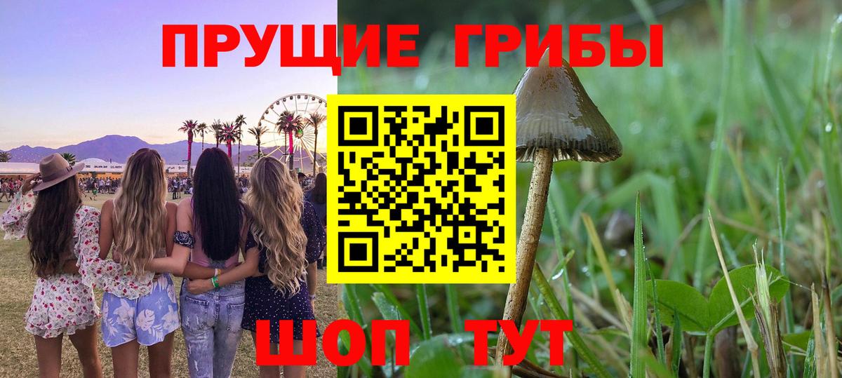 Псилоцибиновые грибы прущие грибы Пенза